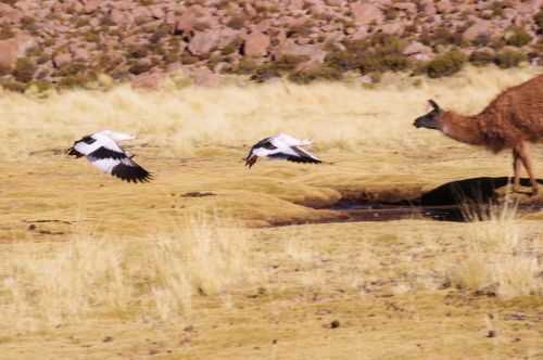 TREKKING NEL DESERTO DI ATACAMA 2015